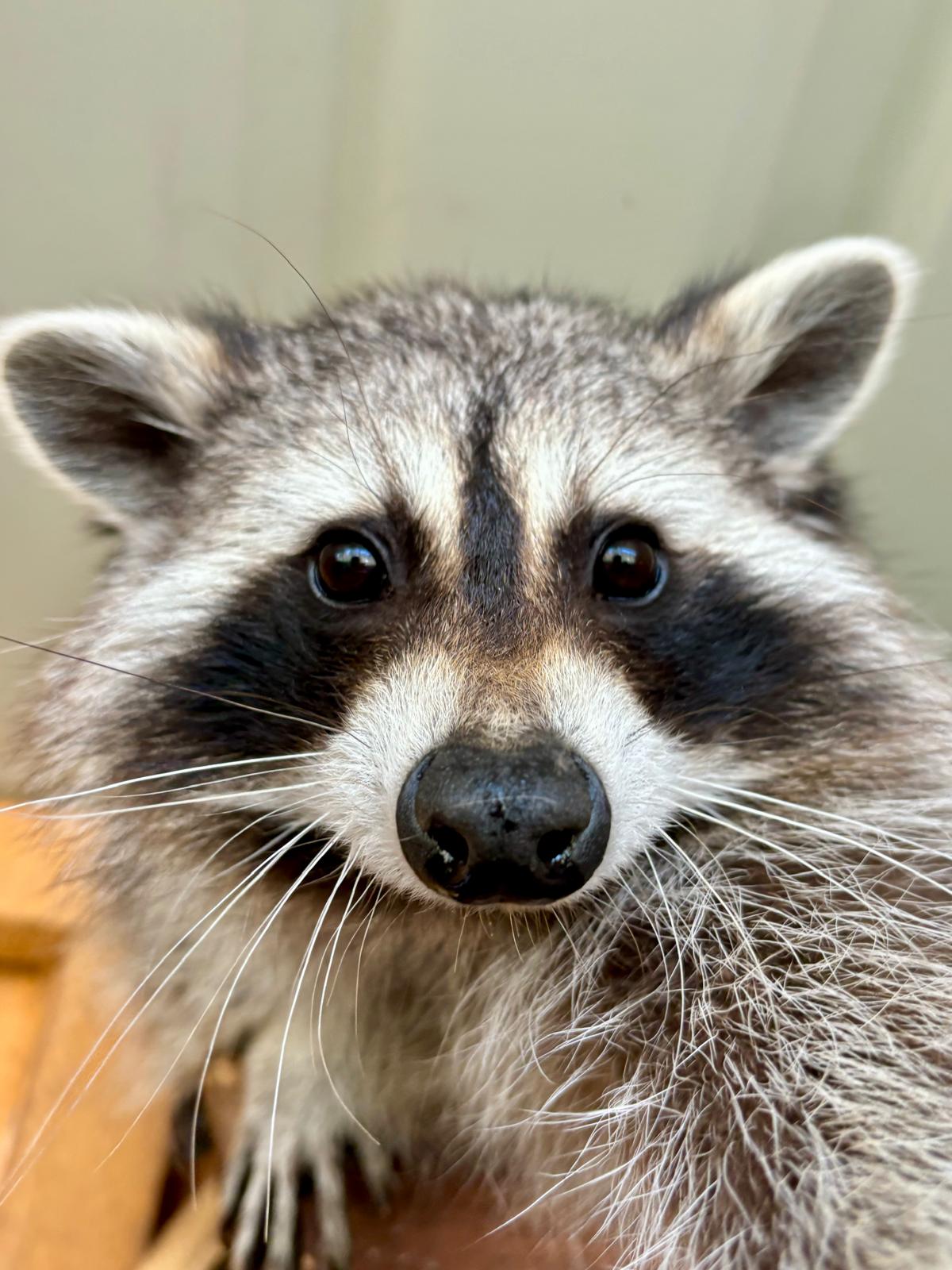 Waschbär im Erlebnishof Lindenhof