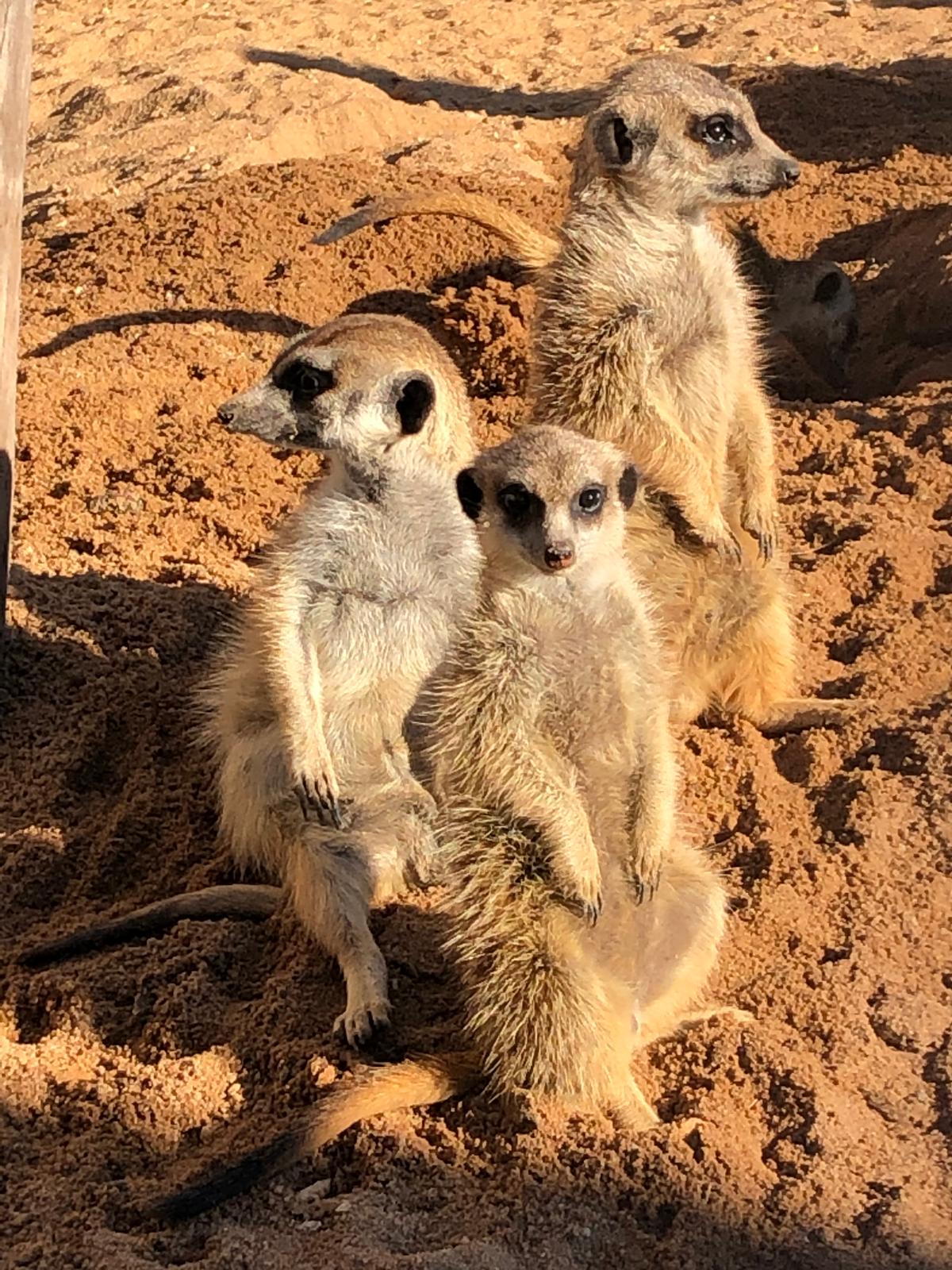 WhatsApp Image 2026 01 30 at 12.00.06 Lindenhof Erlebnishof